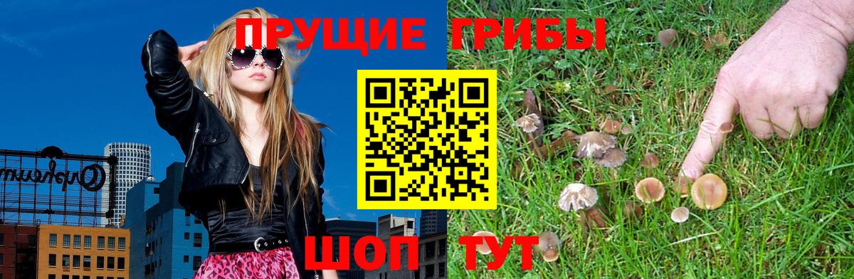 Мурино  Псилоцибиновые грибы ЛСД  Псилоцибиновые грибы Psilocybine cubensis  сколько стоит  Вход с VPN 